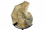 Cretaceous Ammonite (Mammites) Fossil with Metal Stand #164226-1